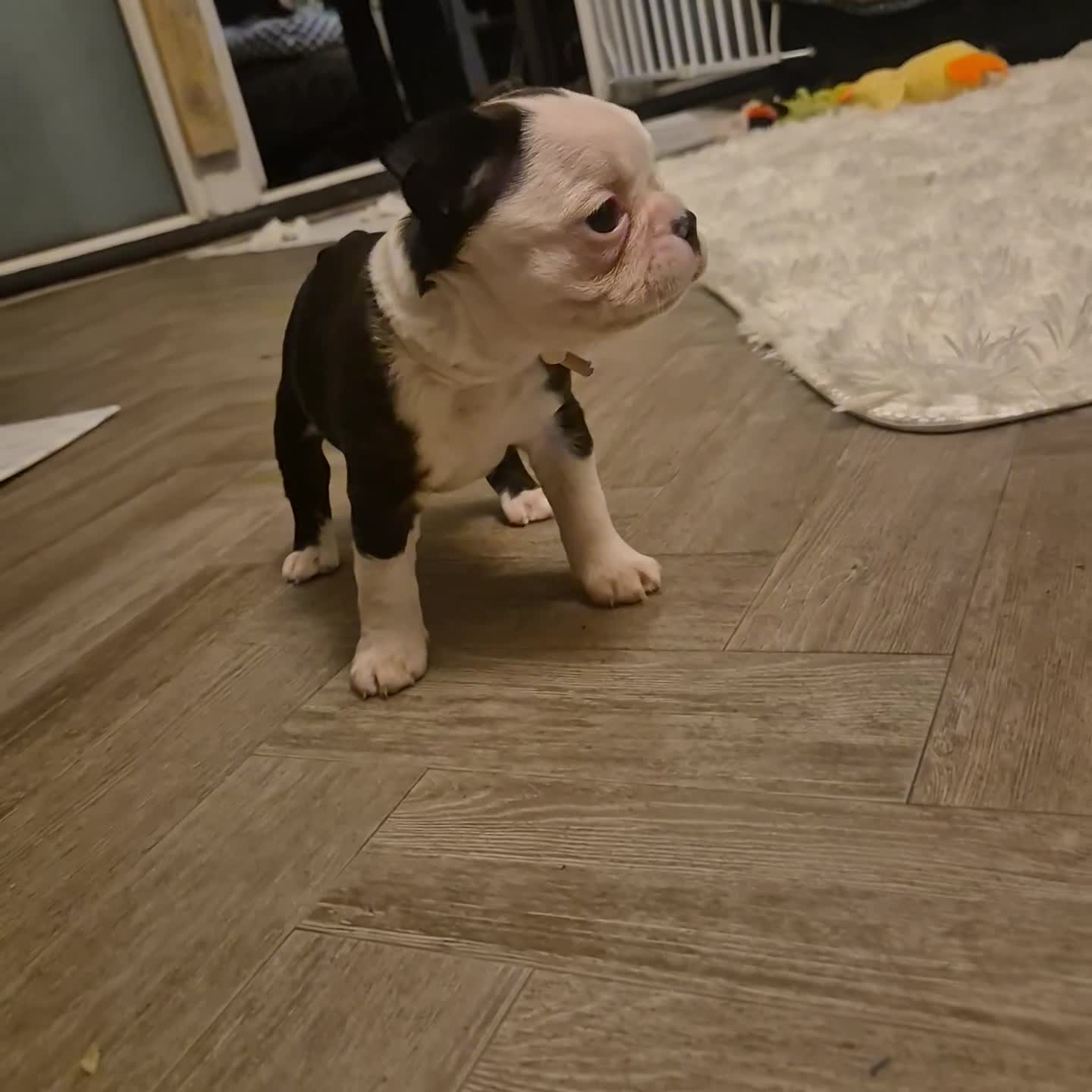 Boston Terrier dogs for sale: Superb litter of boston terriers. - Video 1