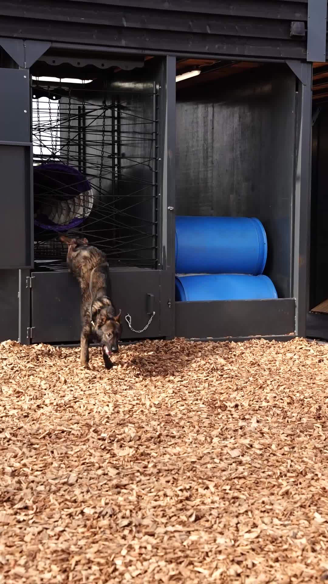 German Shepherd dogs for sale: PP Part Trained Youngster in Rushden - Video 2