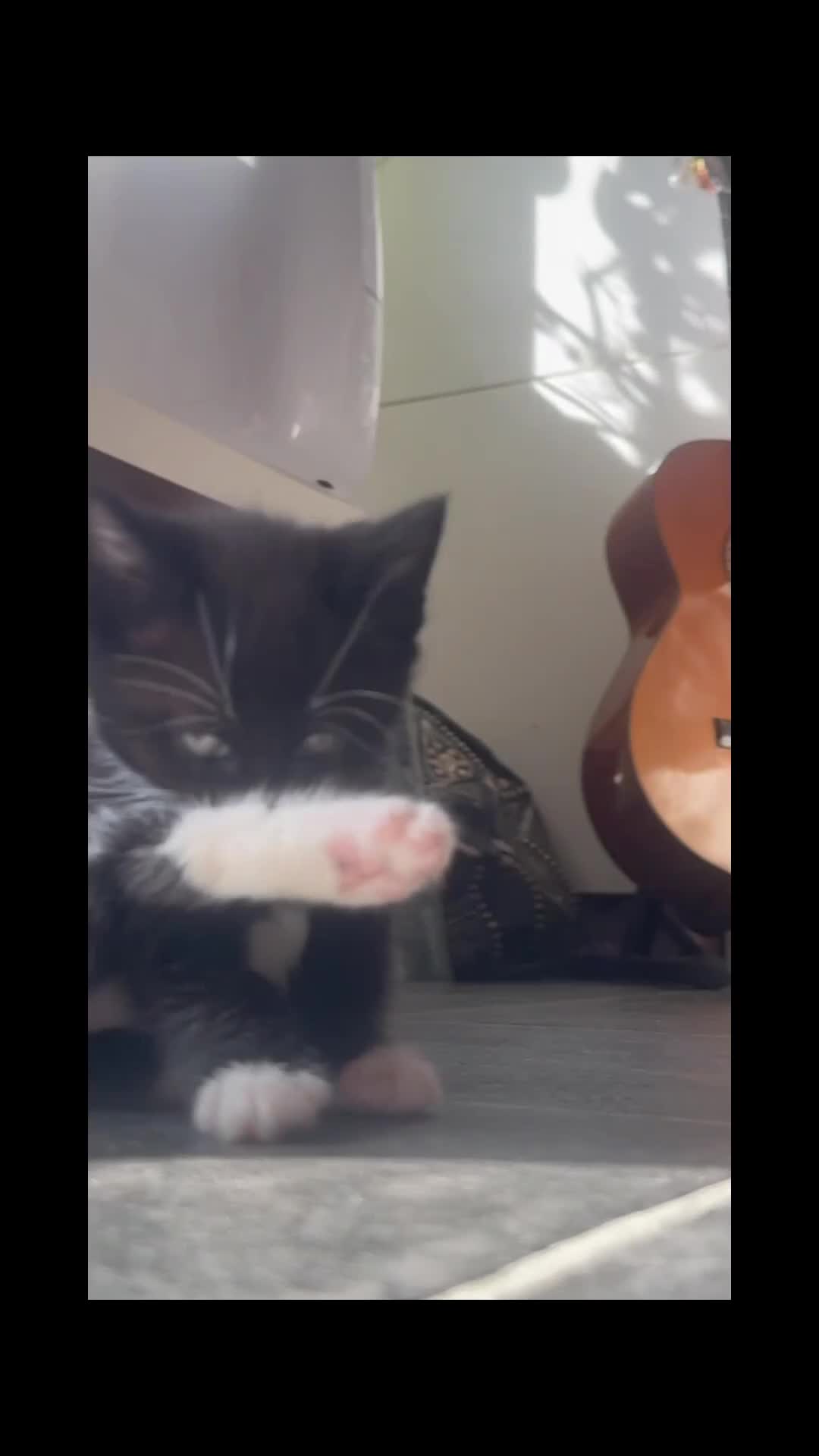 Mixed Breed cats for sale: Tuxedo Kitten looking 4 a home - Video 2