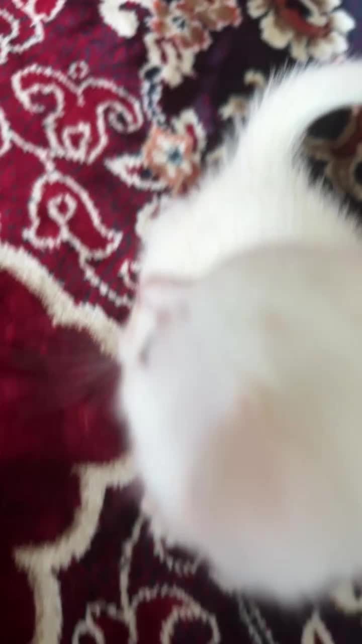 Turkish Angora cats for sale: Cats for sale in Derby - Video 1