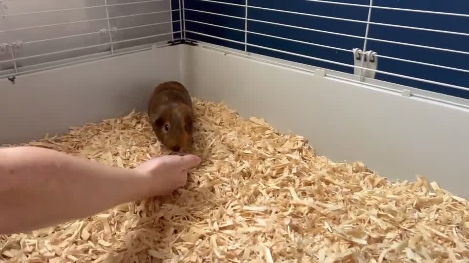 Guinea Pig rodents for sale: 2 Bonded Male Guinea Pigs + Full Setup & Extras in Oswestry - Video 1