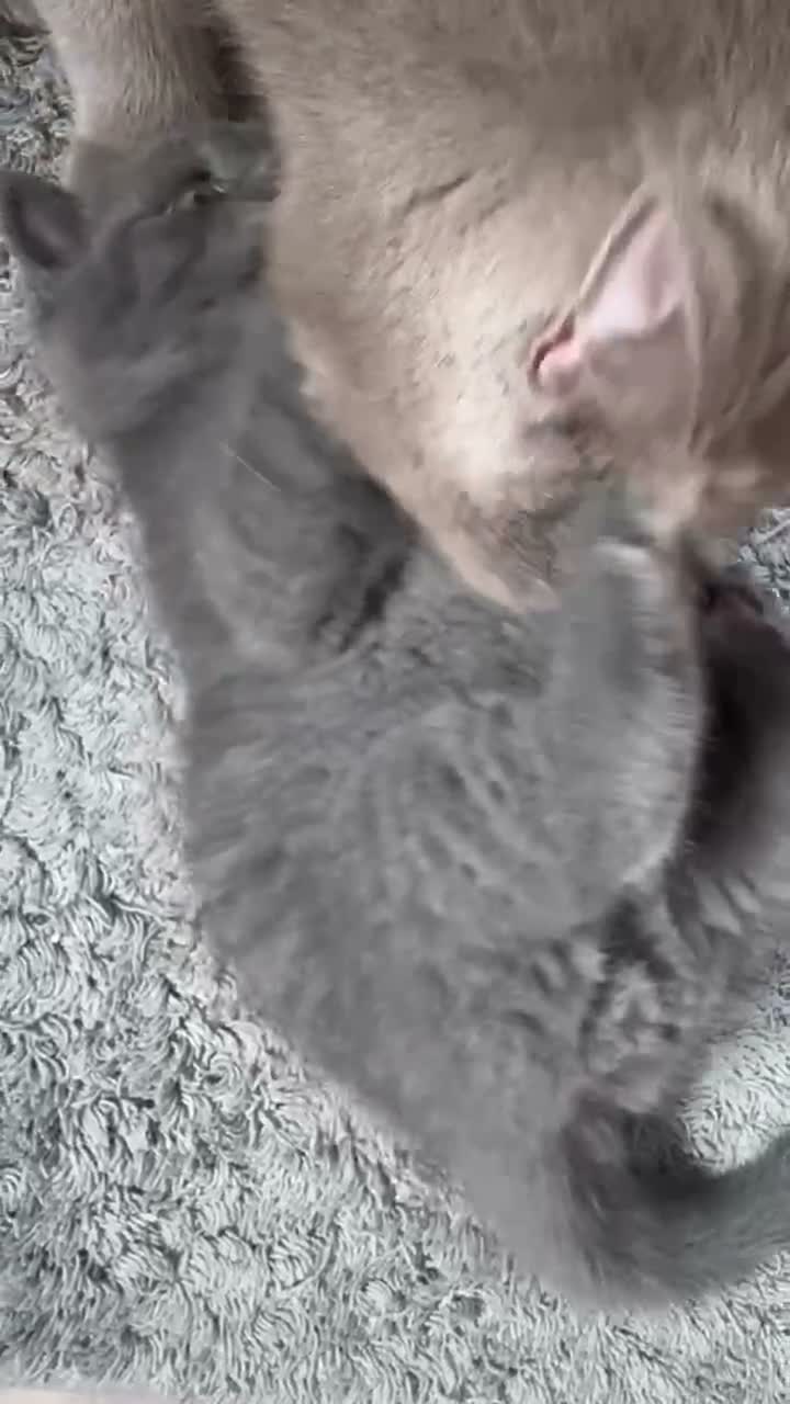 British Shorthair cats for sale: Cream and blue British shorthair kittens  in Barnstaple - Video 1