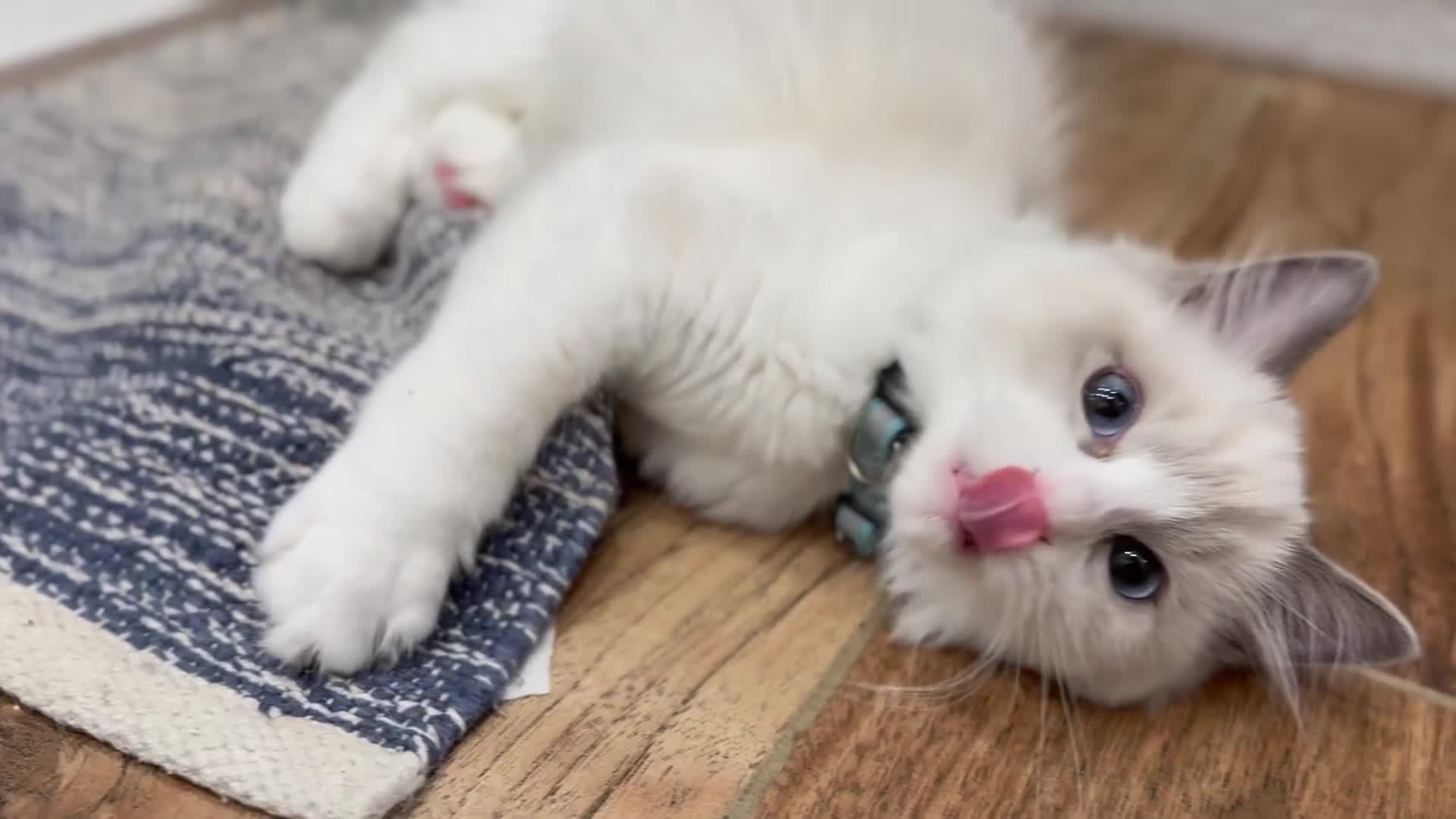 Ragdoll cats for sale: Ragdoll kittens TICA beautiful quality cats  - Video 1