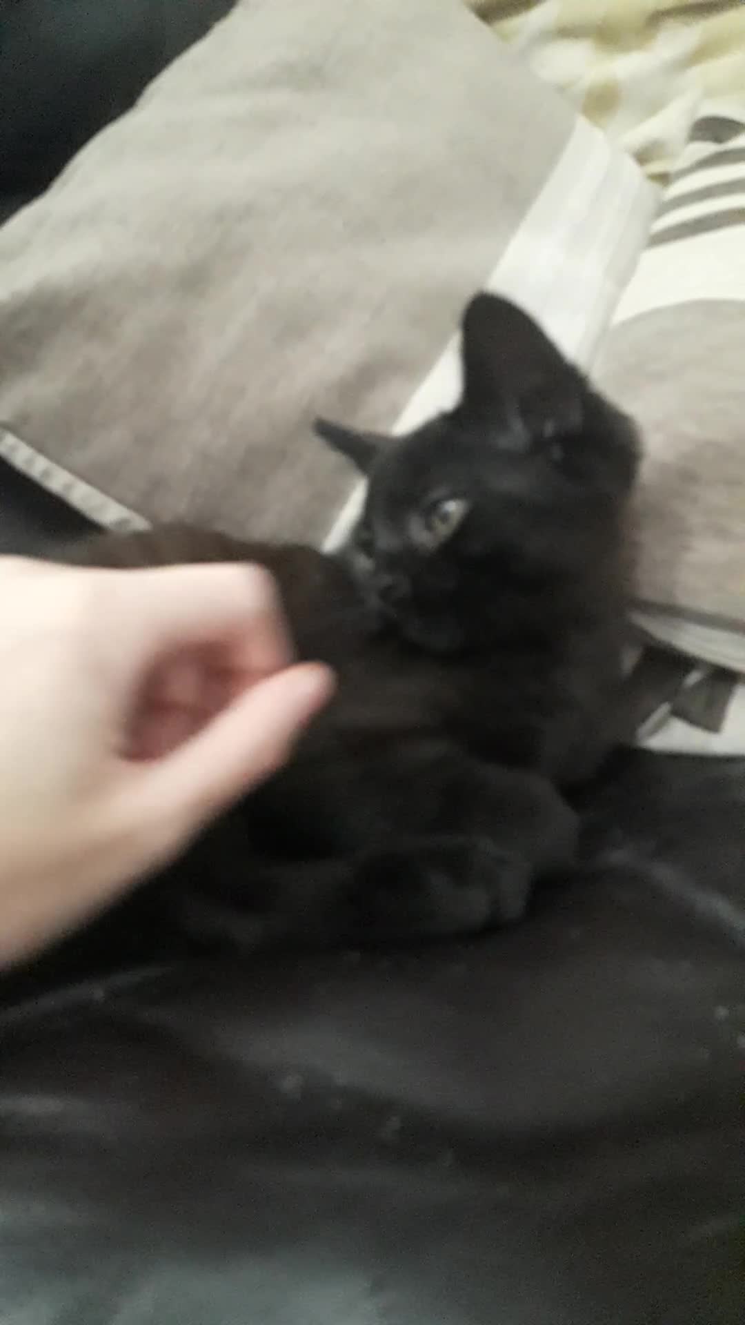 Mixed Breed cats for sale: TWO MALE KITTENS AVAILABLE READY TO LEAVE NOW - Video 1