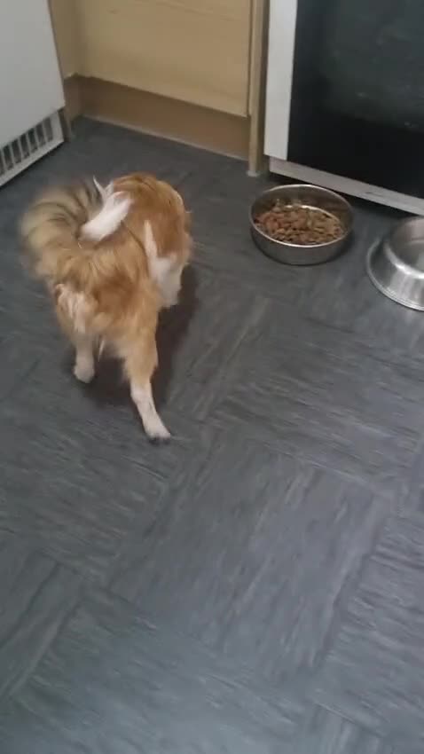 Pomeranian dogs for sale: Female pomeranian - Video 1