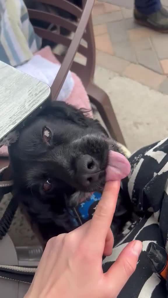 Mixed Breed dogs for adoption: George – Your Shadow, Snuggle Buddy & Best Friend in Nottingham - Video 2