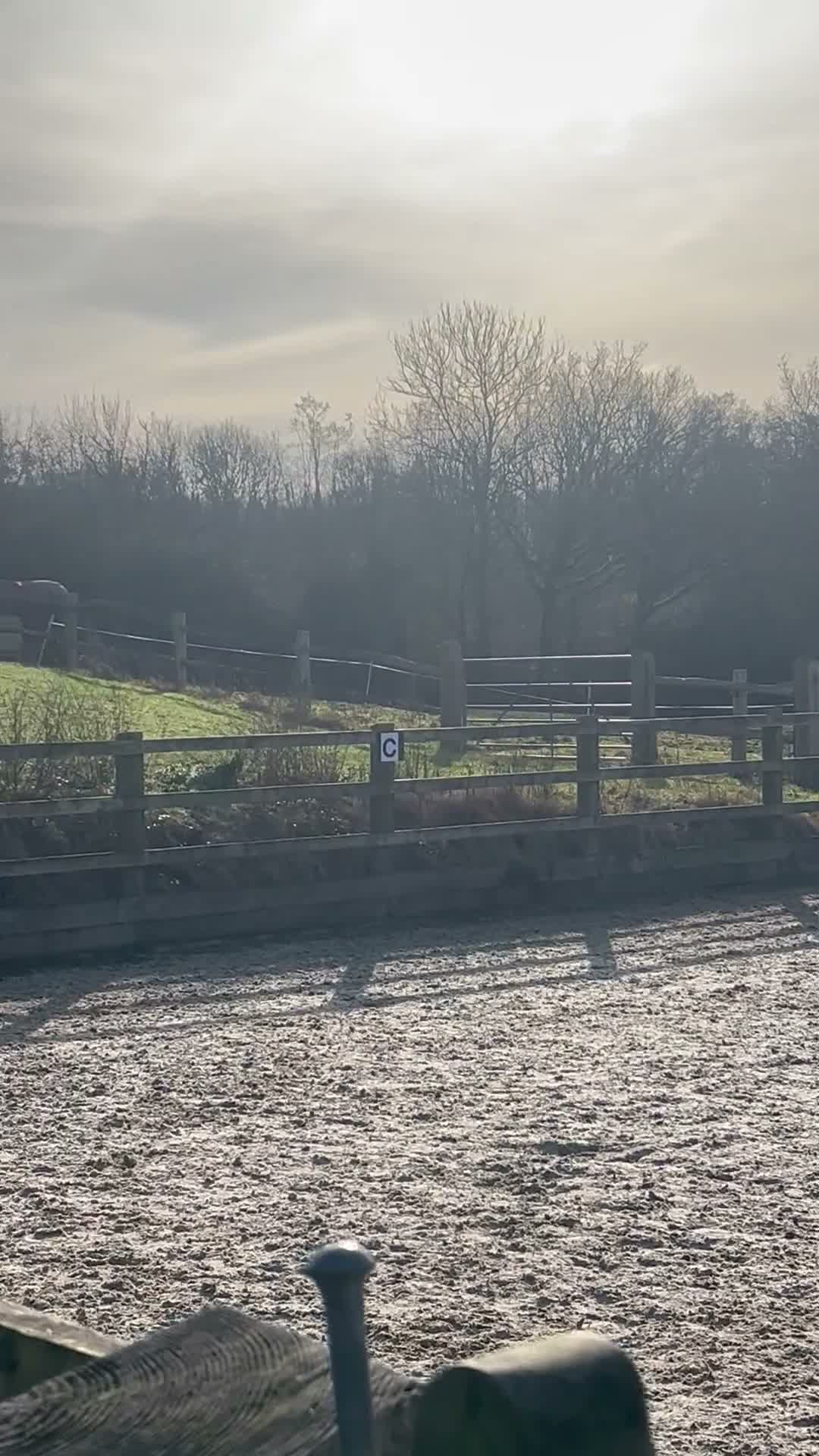 Irish Sports horses for sale: Gorgeous handsome all rounder for sale  in Mayfield - Video 2