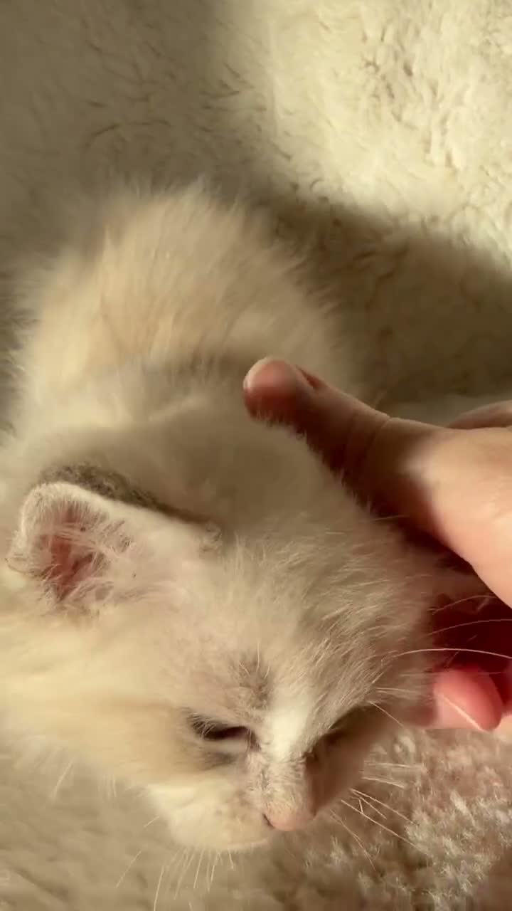 Ragdoll cats for sale: 2x GCCF Ragdoll kittens (male & female) available - Video 1