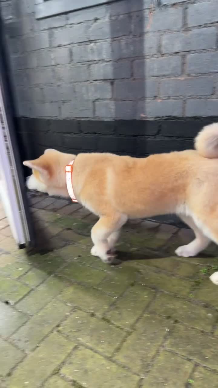 Japanese Akita Inu dogs for sale: Japanese Akita Puppy 10 Weeks Old - Video 1