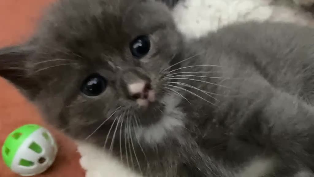 Mixed Breed cats for sale: 3 x fluffy grey and 1 champagne/cream kitten in Yelverton - Video 1