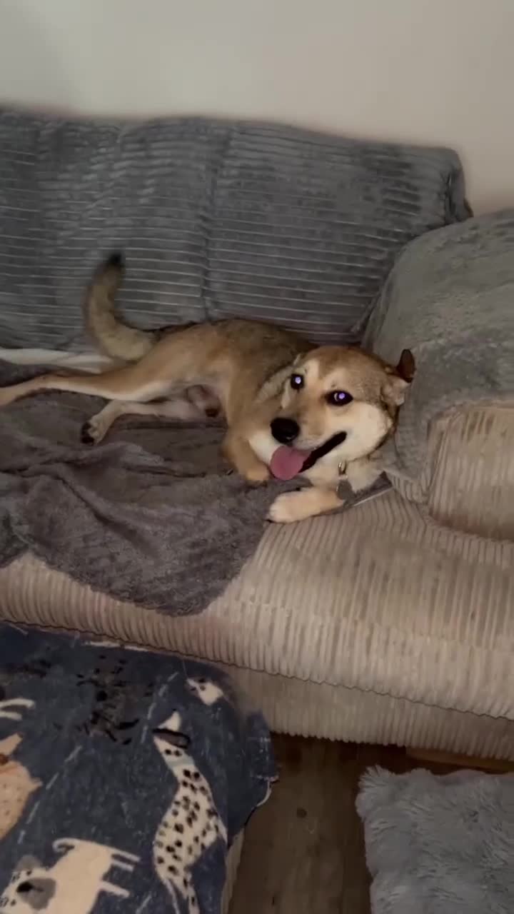 Mixed Breed dogs for adoption: MARLEY - FOR ADOPTION  in Basingstoke - Video 3