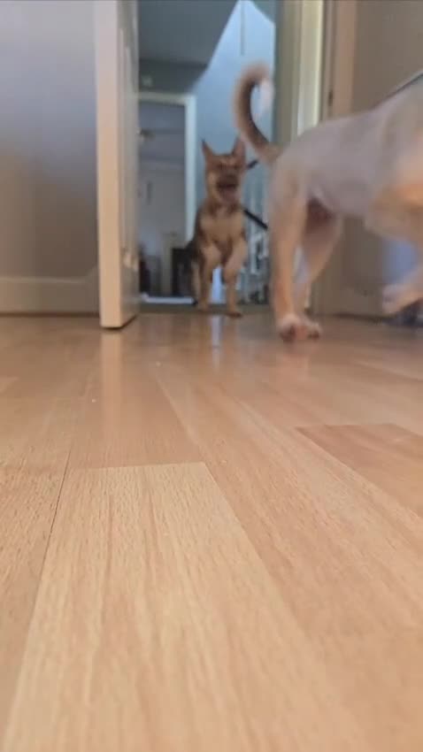 Huskita dogs for sale: Beautiful Female Huskita puppy - Video 1