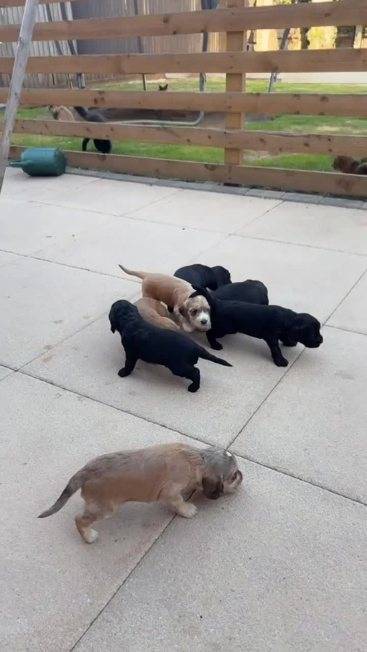 Mixed Breed dogs for sale: Sprockerpoo Puppies  - Video 1