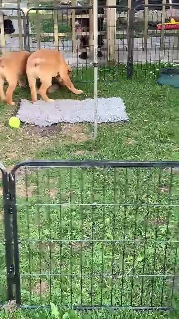 Labrador Retriever dogs for sale: Pedigree Labrador Boy Puppy LAST ONE! - Video 1