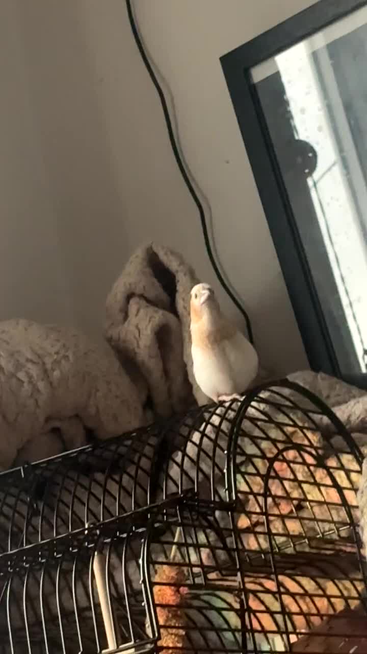 Finches birds for sale: Male Bengalese Finch in Pontefract - Video 1