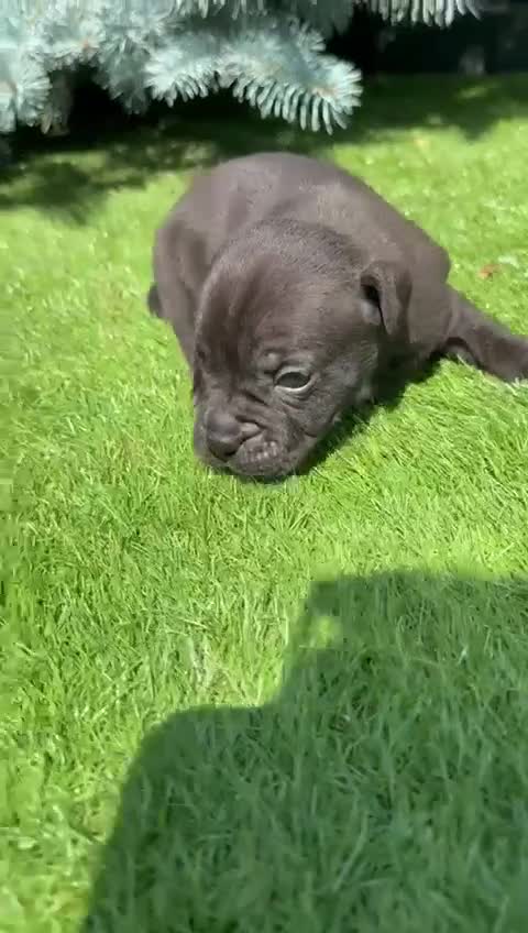 Staffordshire Bull Terrier dogs for sale: Staffordshire bull terrier puppies - Video 3