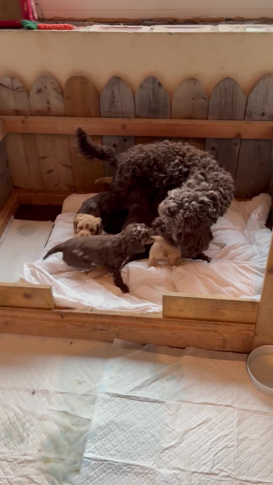 Cockapoo dogs for sale: F1b cockapoo puppies - Video 1
