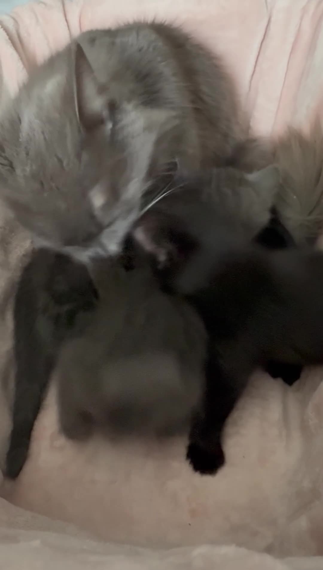 British Shorthair cats for sale: British shorthair kittens - Video 1