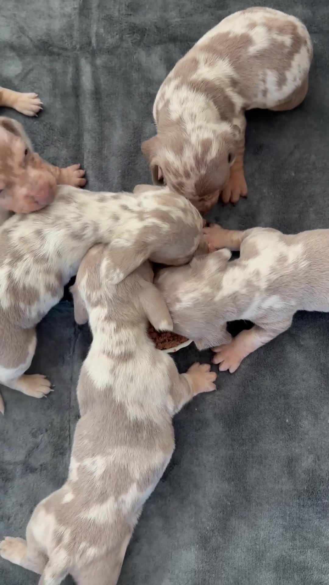 Dachshund dogs for sale: Isabella Dapple Dashound puppy’s  in Middlesbrough - Video 1