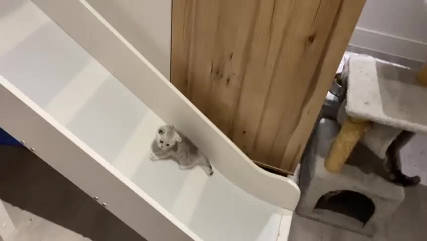 British Shorthair cats for sale: Stunning BSH Adorable kittens - Video 3