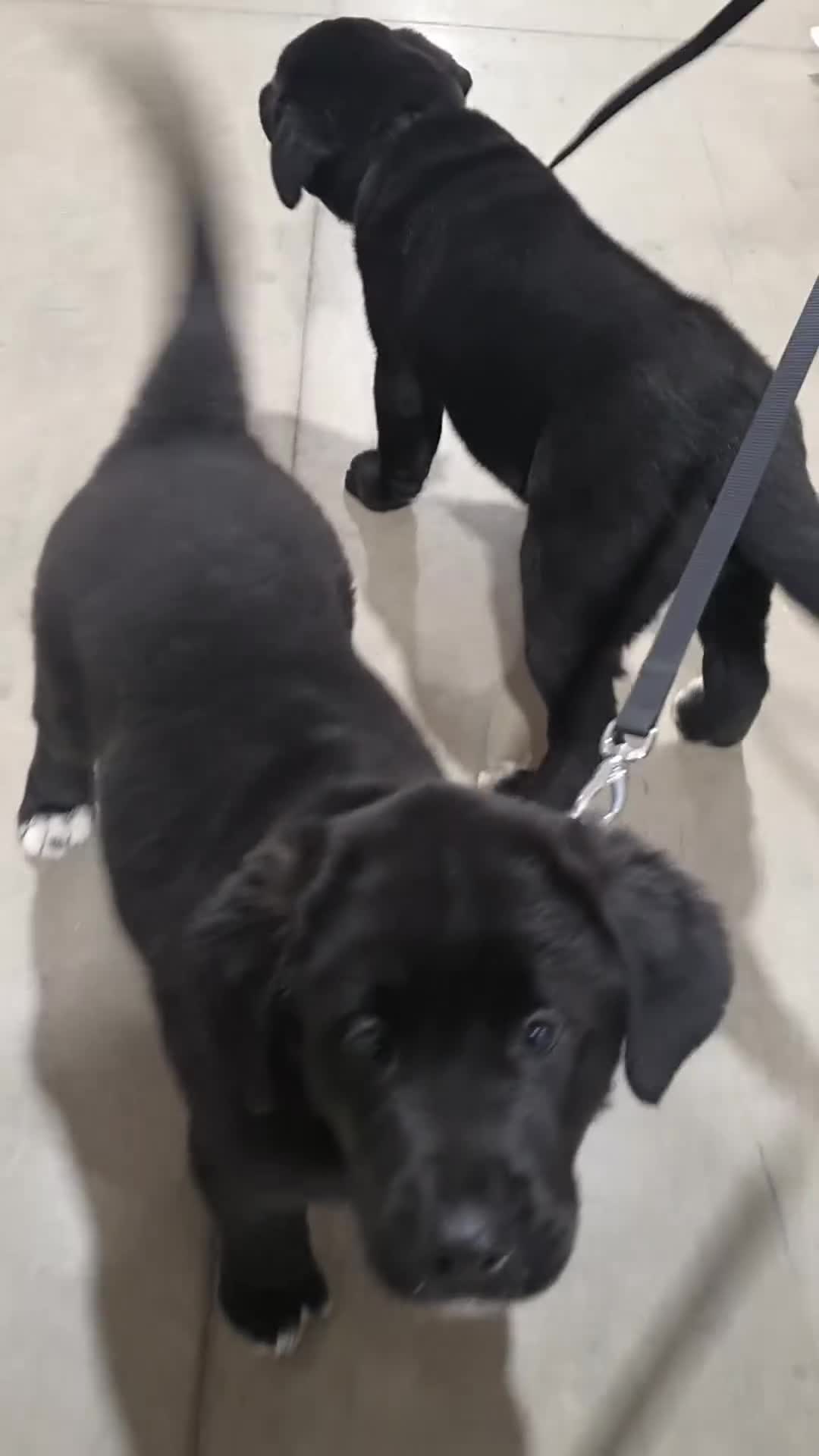 Mixed Breed dogs for sale: Akita and Golden retriever mix - Video 2