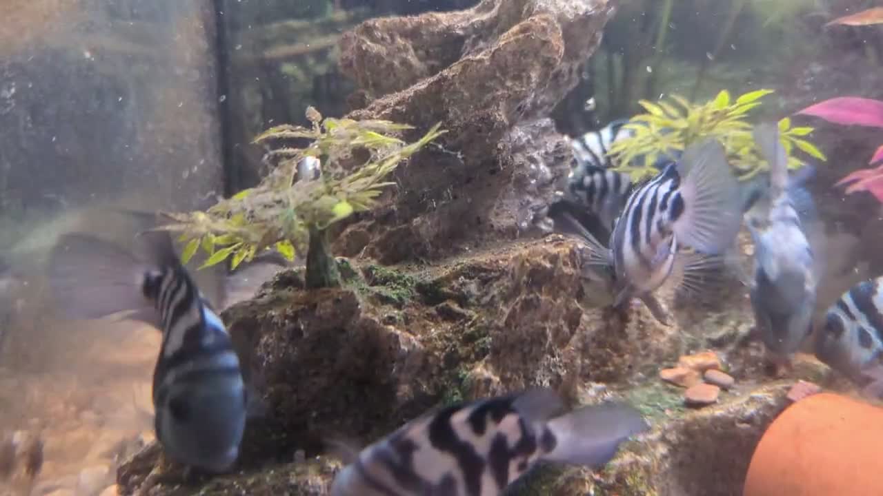 Cichlids fish for sale: Blue polar parrot fish 4 @ £20 - Video 1