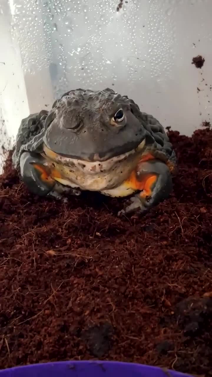 Frog reptiles for sale: Giant African bullfrog - Video 1