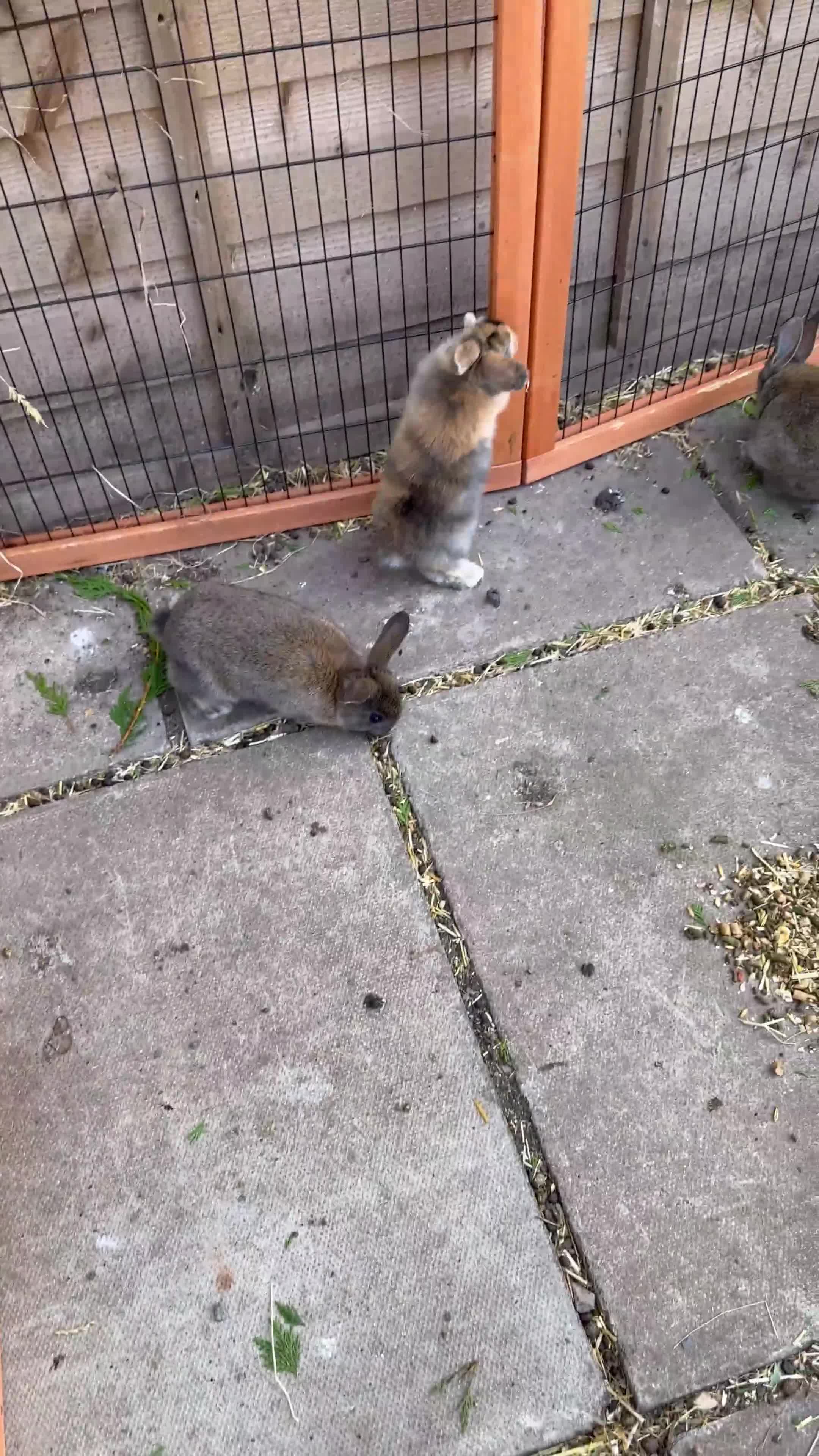 Harlequin rabbits for sale: 2 harlequin doe’s for sale - Video 1