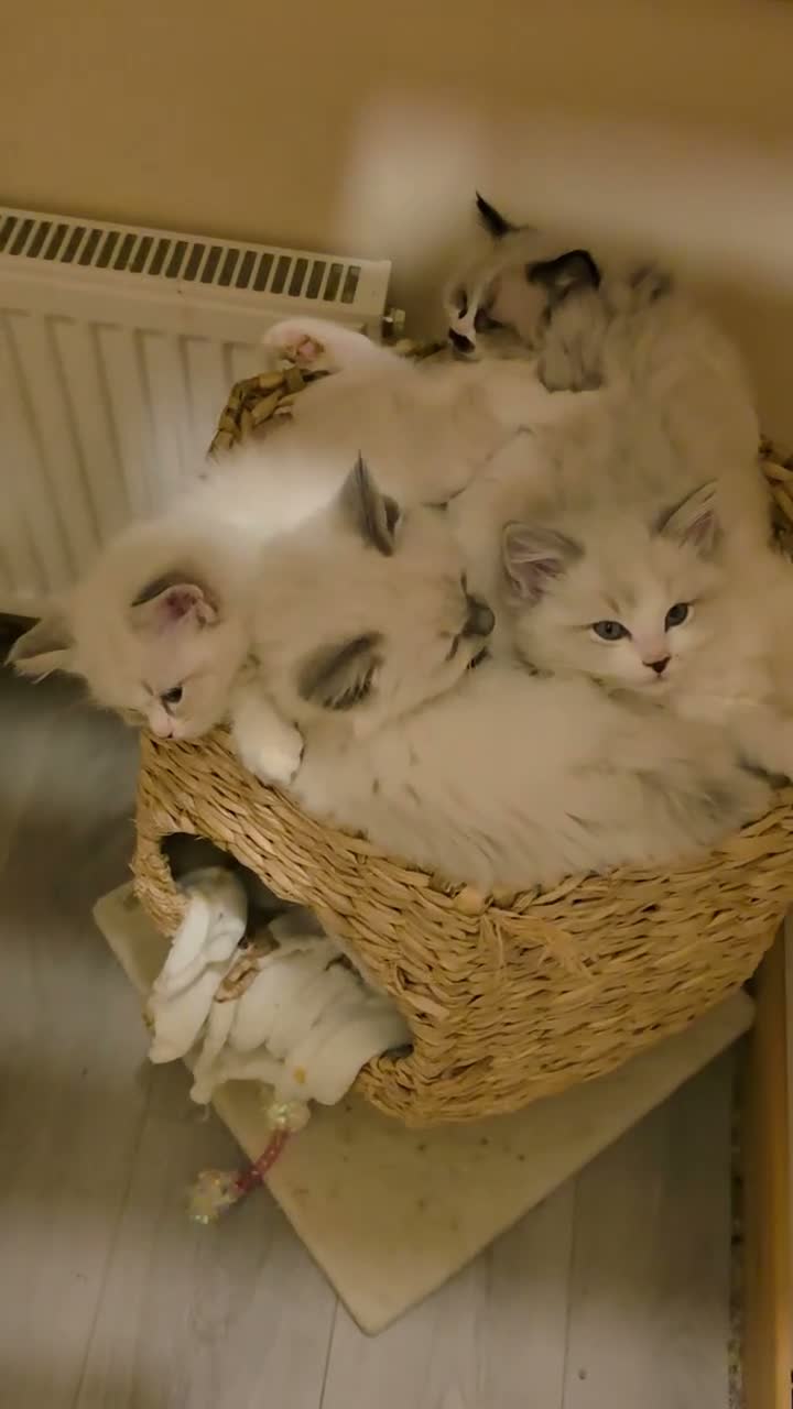 Ragdoll cats for sale: Beautiful pedigree ragdoll kitten - Video 2
