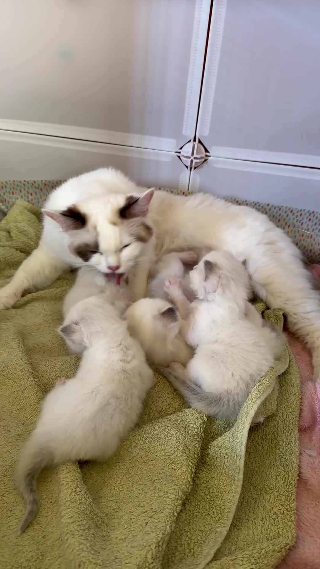 Ragdoll cats for sale: GCCF Registered Ragdoll Kittens - Video 4