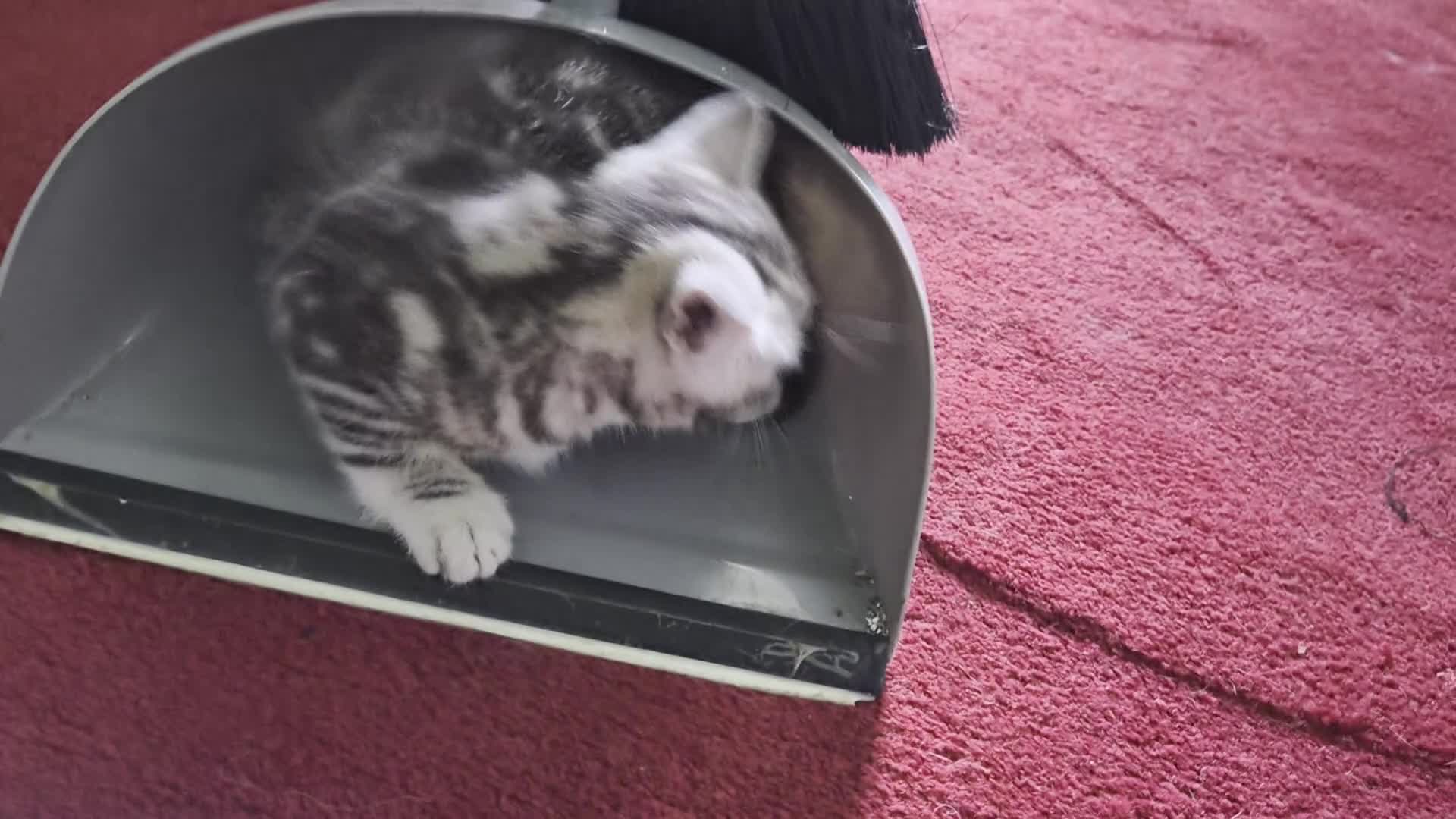 Mixed Breed cats for sale: Main Coon Mix - Video 3