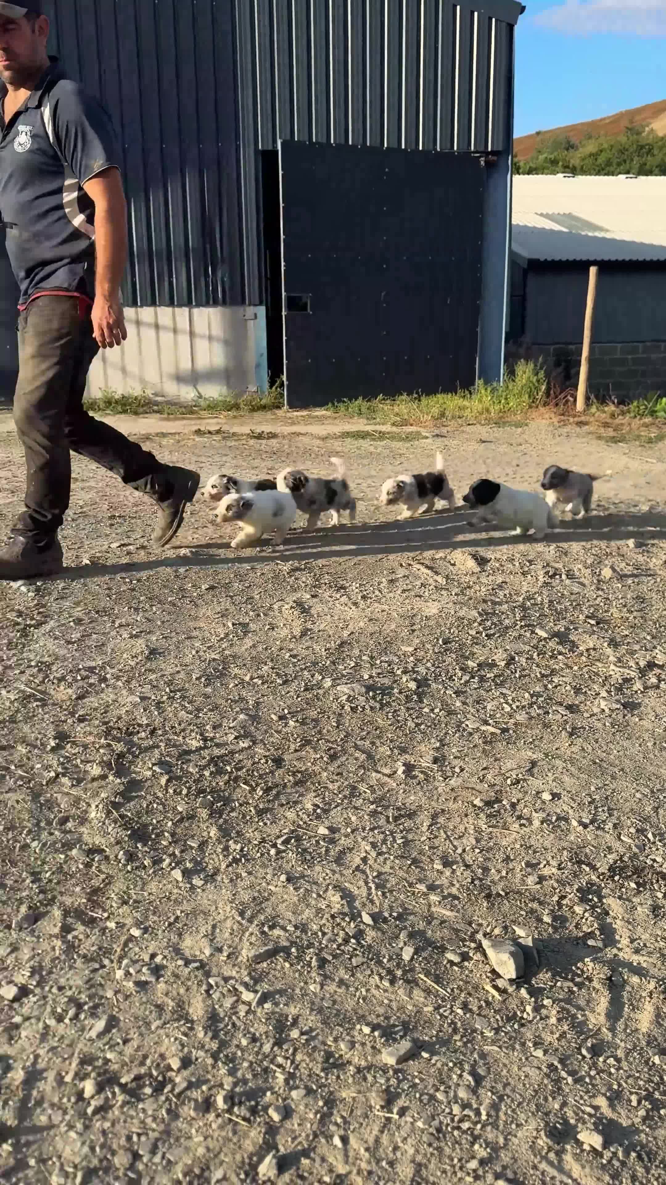 Border Collie dogs for sale: Beautiful Border Collies, proven agility obedience - Video 3