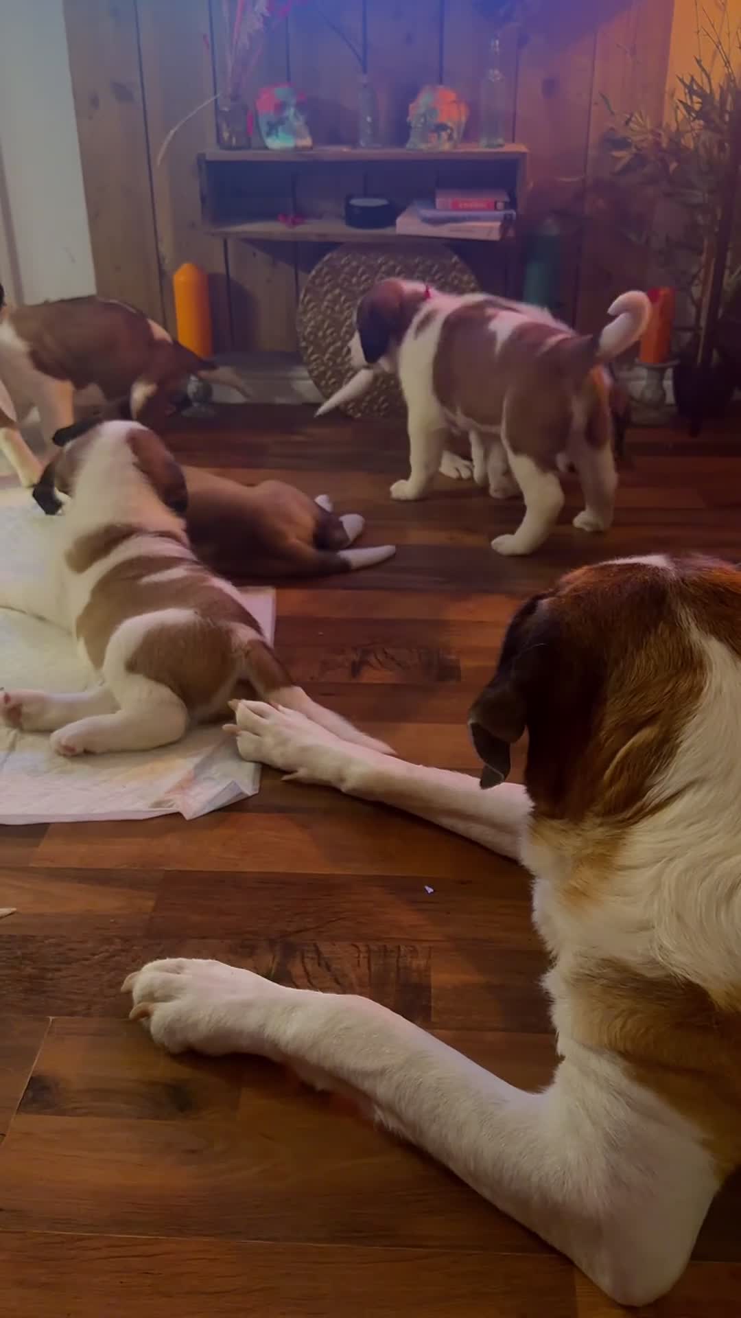 Saint Bernard dogs for sale: Exceptional St Bernard Puppies - Video 1