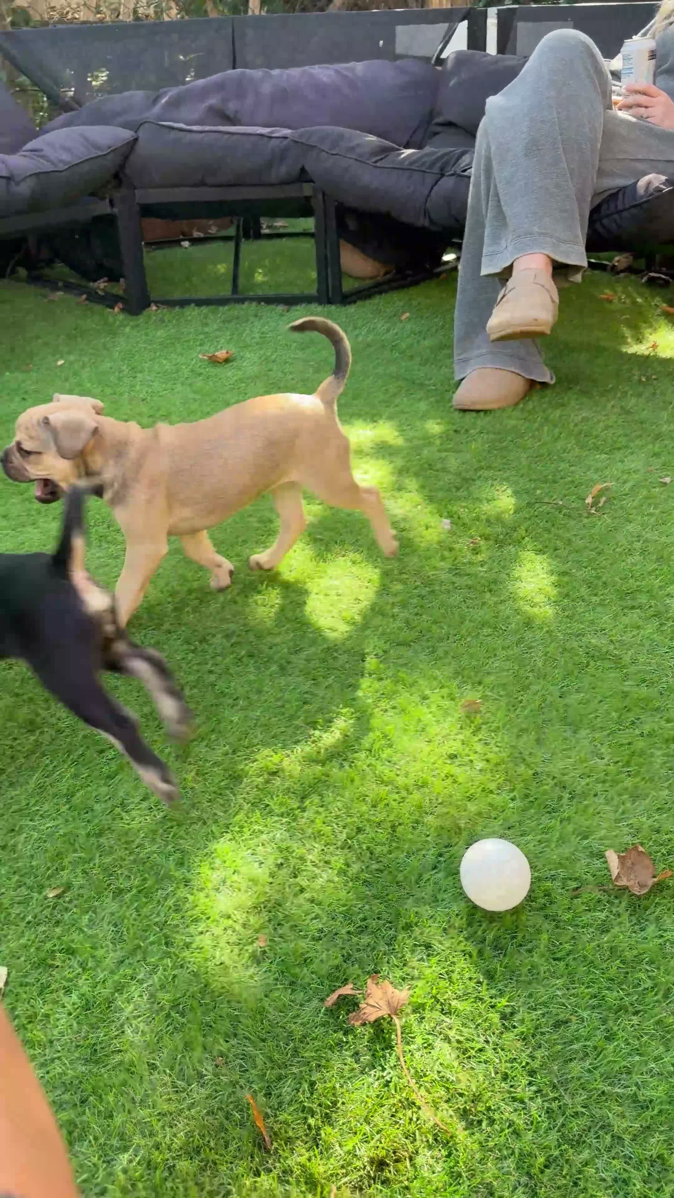 Frug dogs for sale: 6 beautiful Frugs  - Video 2