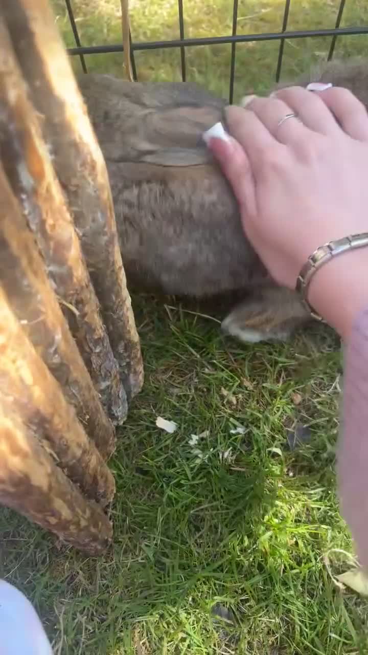 Netherland Dwarf rabbits for sale: male brown bunny - Video 1