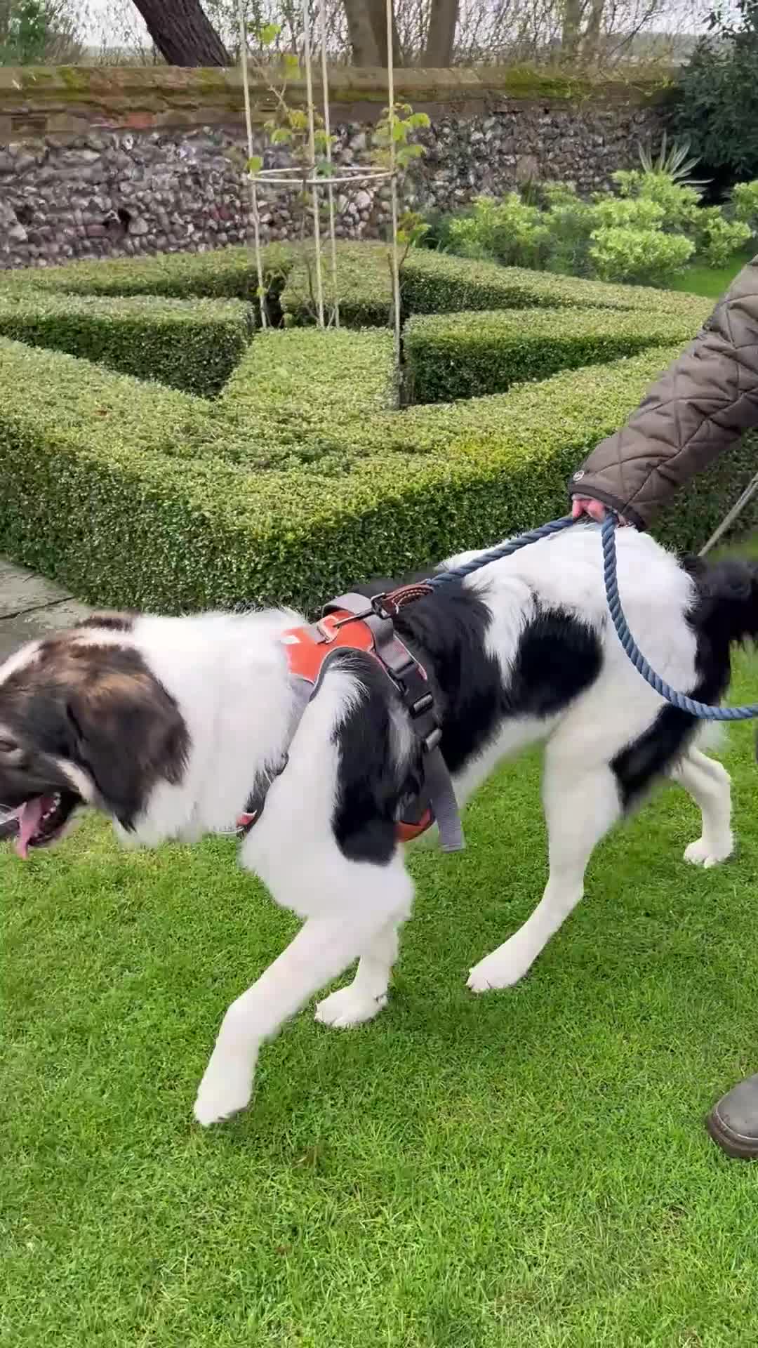 Mixed Breed dogs for sale: Maremma Caucasian Shepherd cross - Video 1