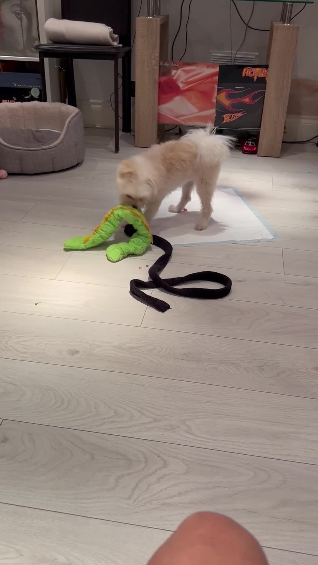 Maltipoo dogs for sale: Maltipoo  - Video 2