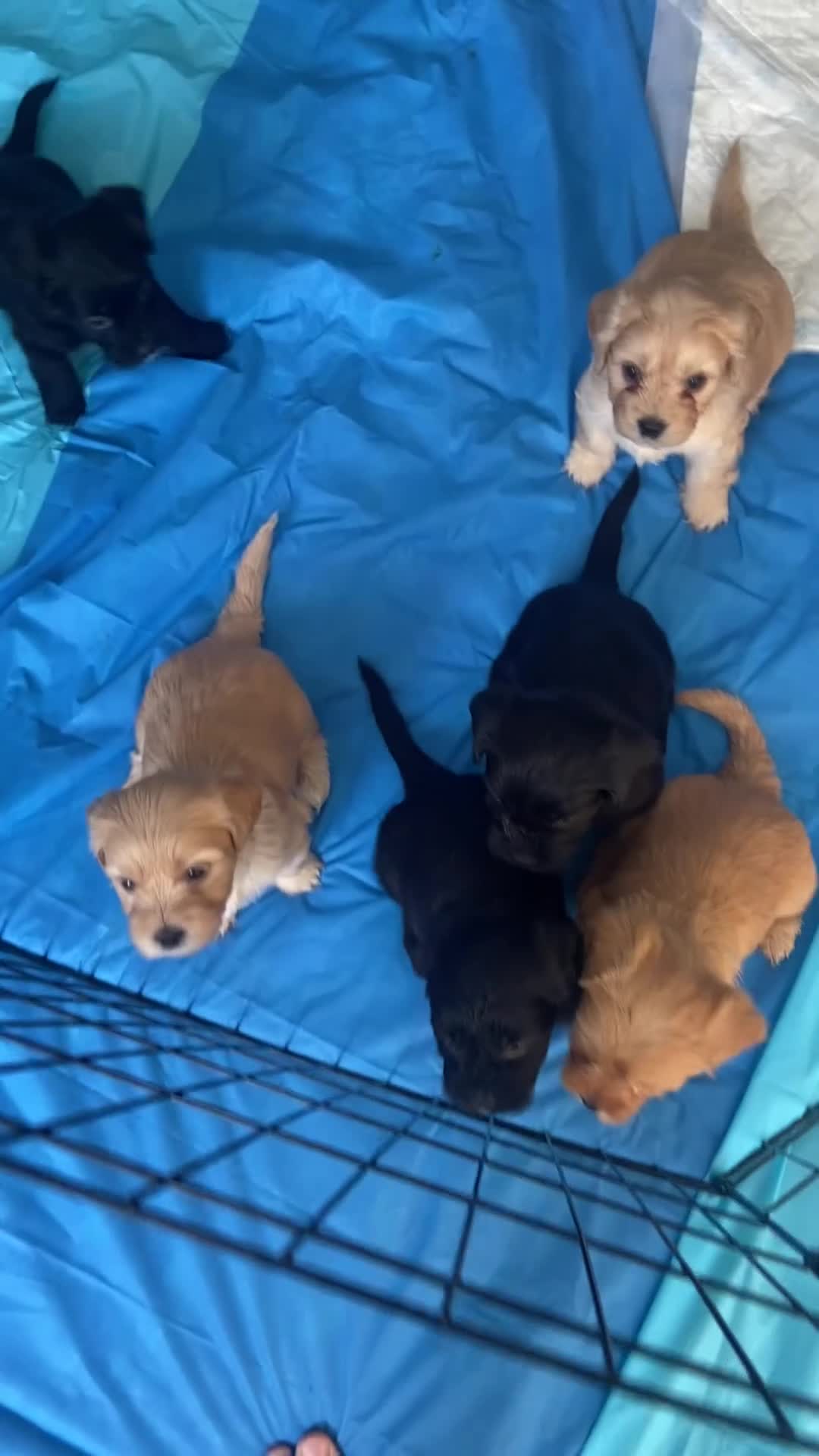 Mixed Breed dogs for sale: The Cutest Shih Poo-Doodles in Stockton-on-Tees - Video 1