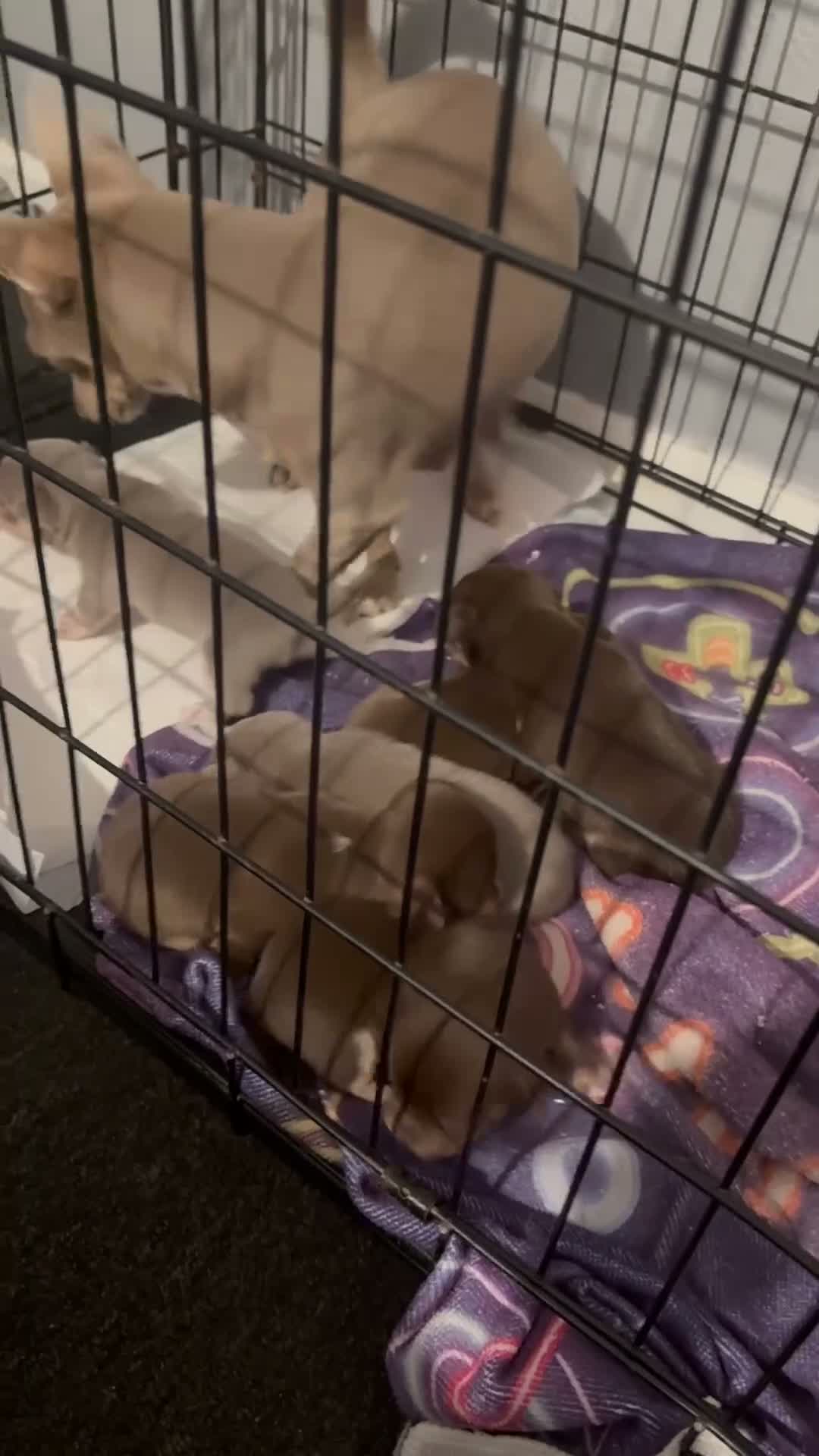 Chihuahua dogs for sale: Chihuahua puppies  in Ripley - Video 1