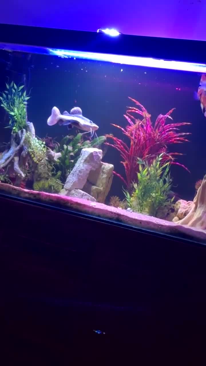 Catfish fish for sale: Red tail catfish  - Video 3