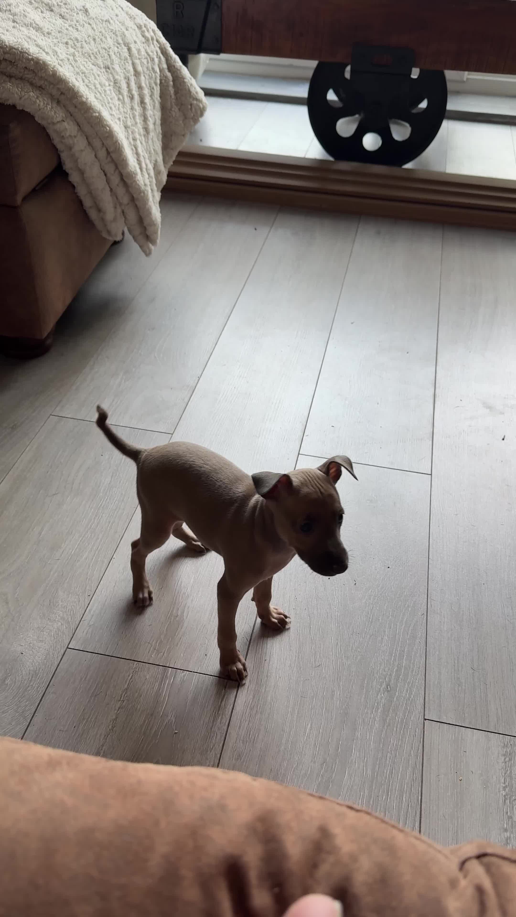 Italian Greyhound dogs for sale: Beautiful Italian Greyhound Puppy 1 Girl Available - Video 2