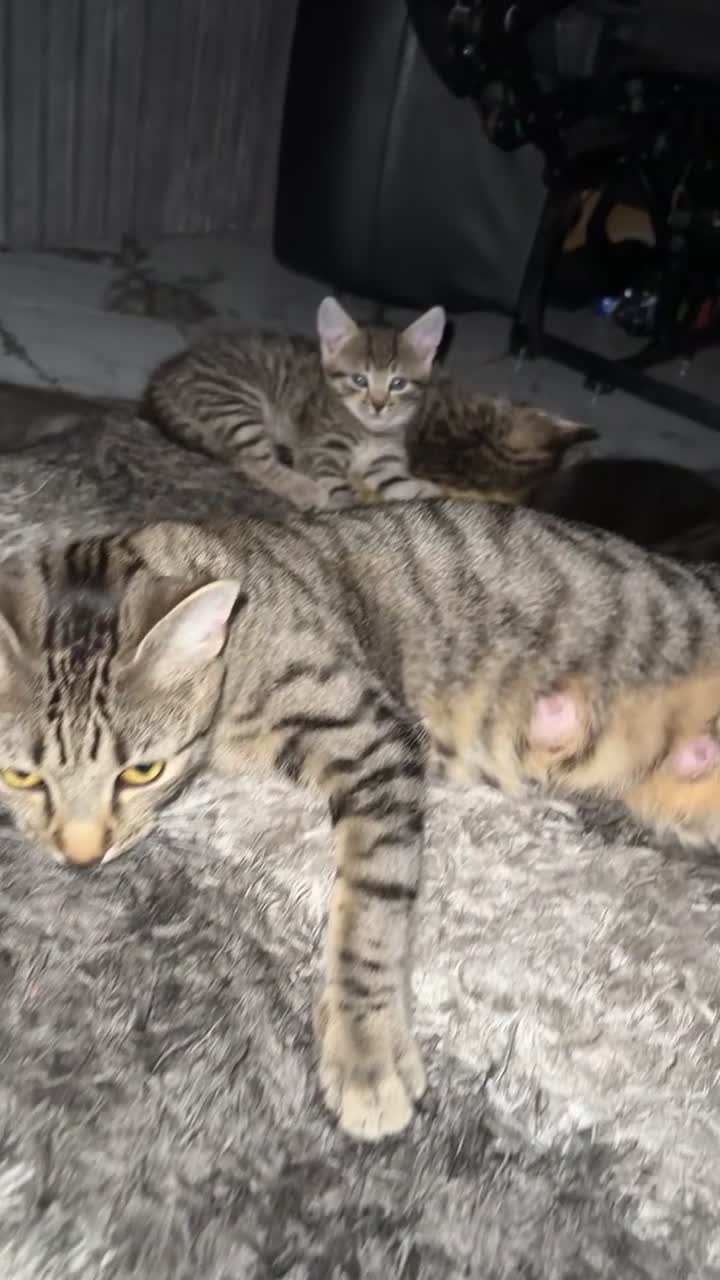 Domestic Shorthair cats for sale: Adorable tabby/bengal kittens to a good home - Video 5