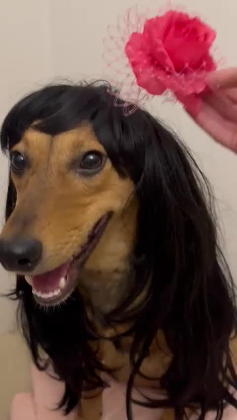 Mixed Breed dogs for adoption: ❤️🐶 RAPUNZEL – 1 year old gentle model❤️🐶  - Video 1