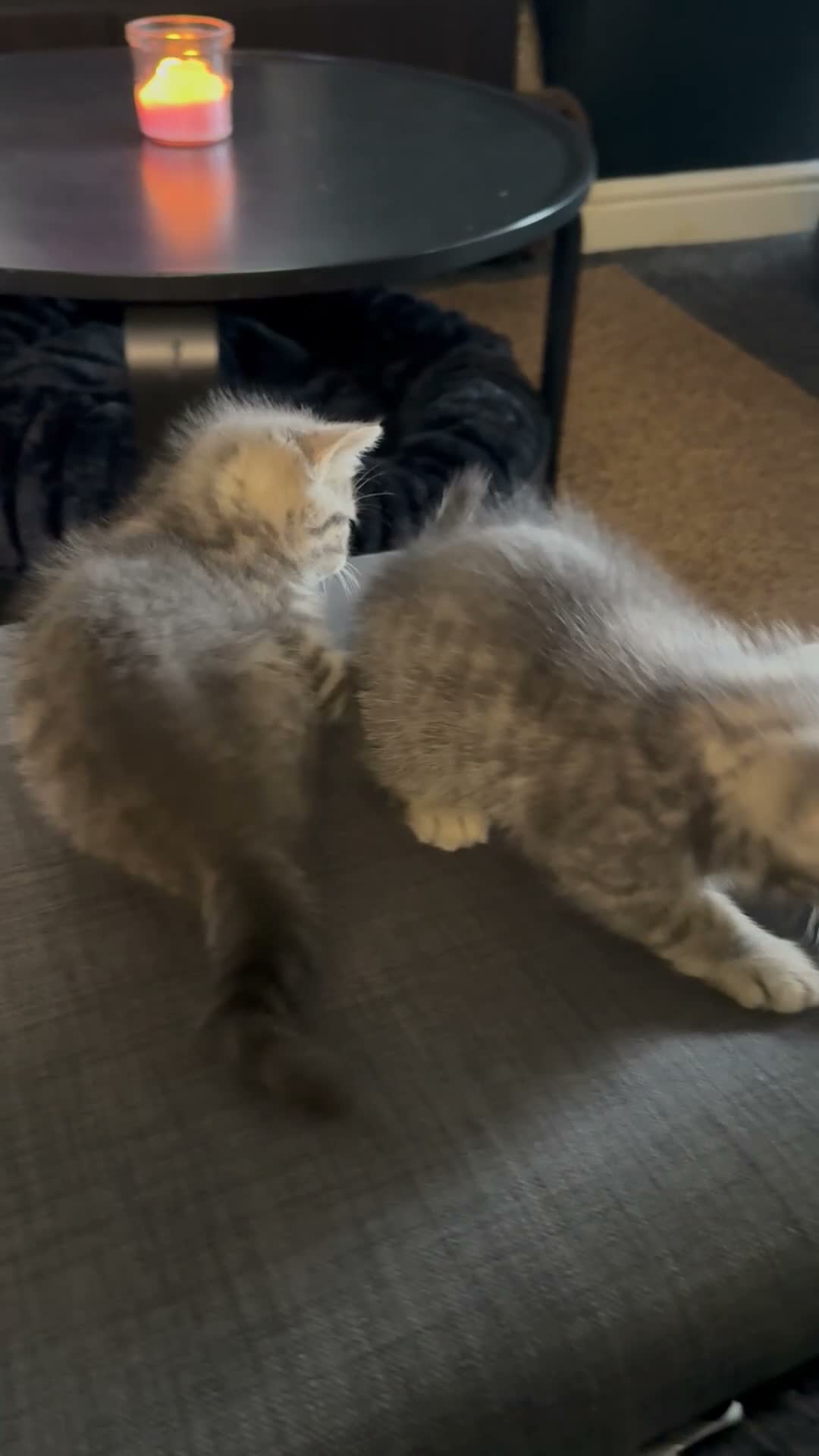 Mixed Breed cats for sale: Beautiful British Shorthair Cross Kittens 🐾 - Video 1