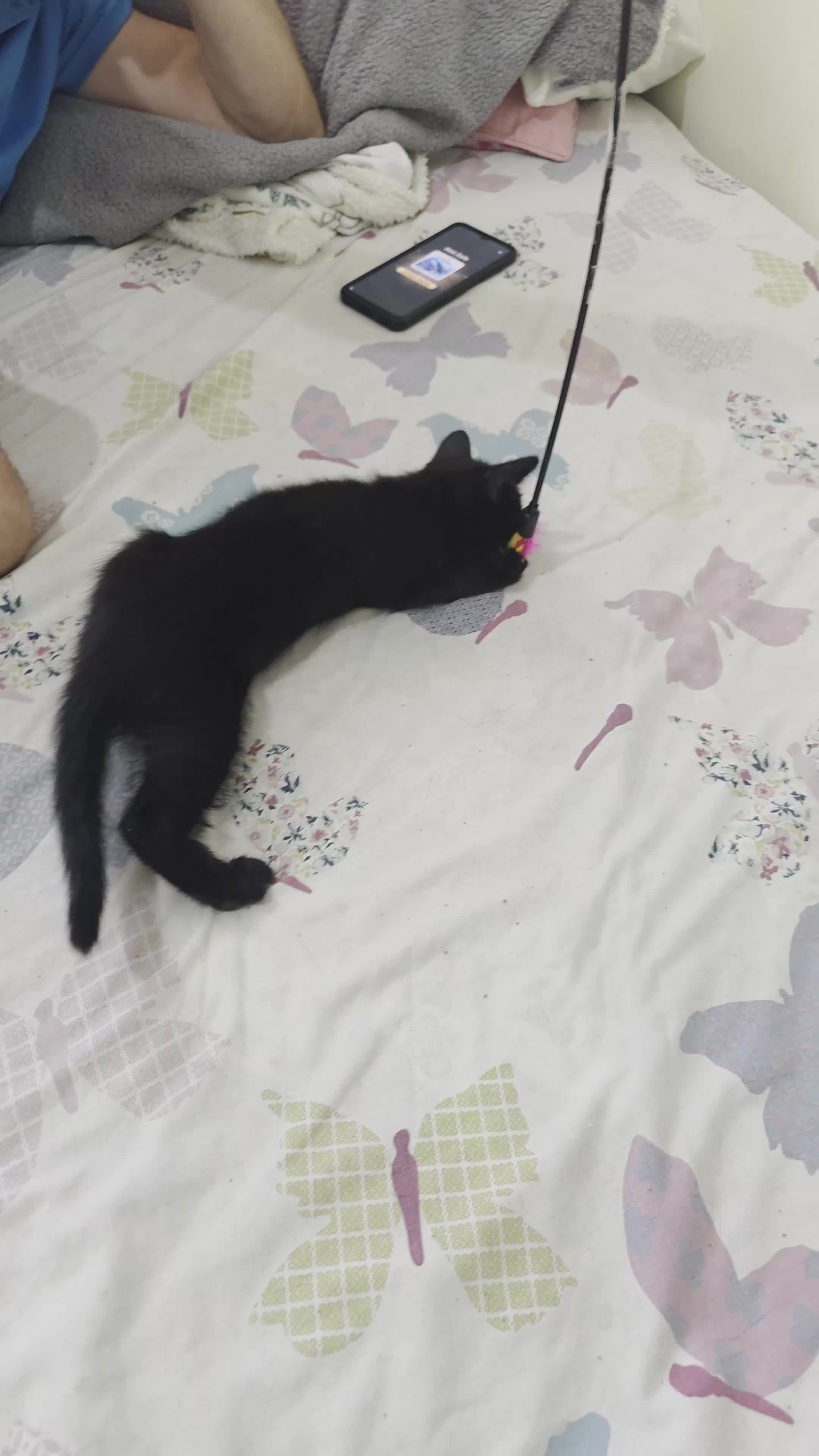 Bengal cats for sale: Stunning Bengal Cross Kittens - Video 1