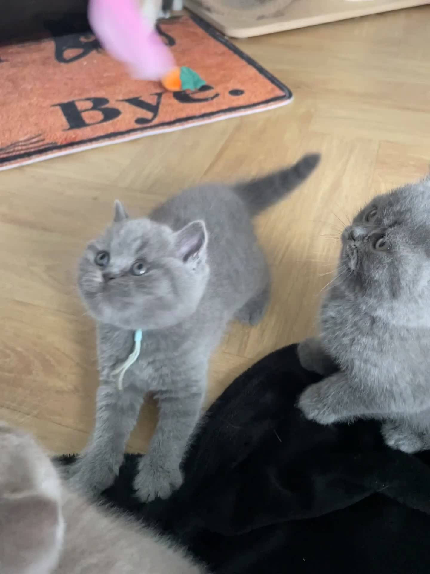 British Shorthair cats for sale: 🏆Champion GCCF British Shorthair kittens 🏆 - Video 1
