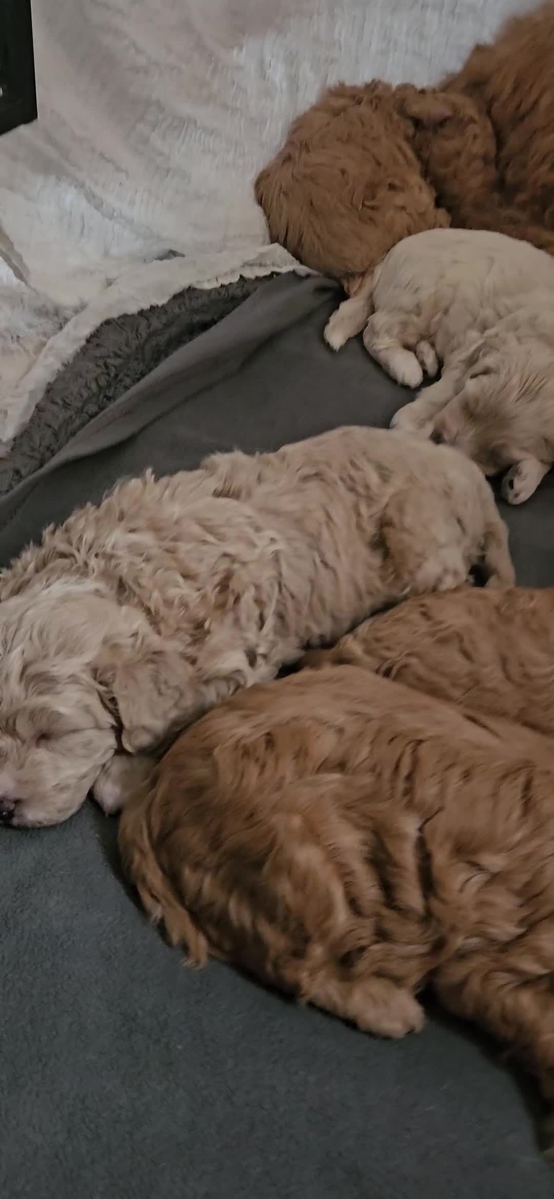 Mini Goldendoodle dogs for sale: Toy Golden Doodles ~ Mini, Loving & Hypoallergenic - Video 1