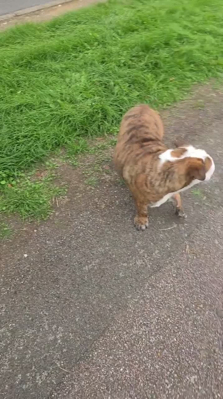 English Bulldog dogs for sale: Kc kennel club bulldog  - Video 2