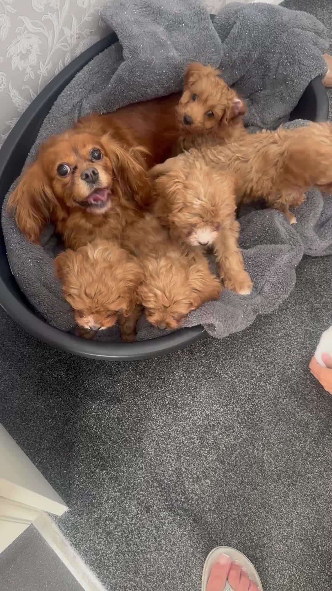 Cavapoo dogs for sale: Gorgeous F1 Cavapoo Pups Ready for Loving Homes 🐾 - Video 1