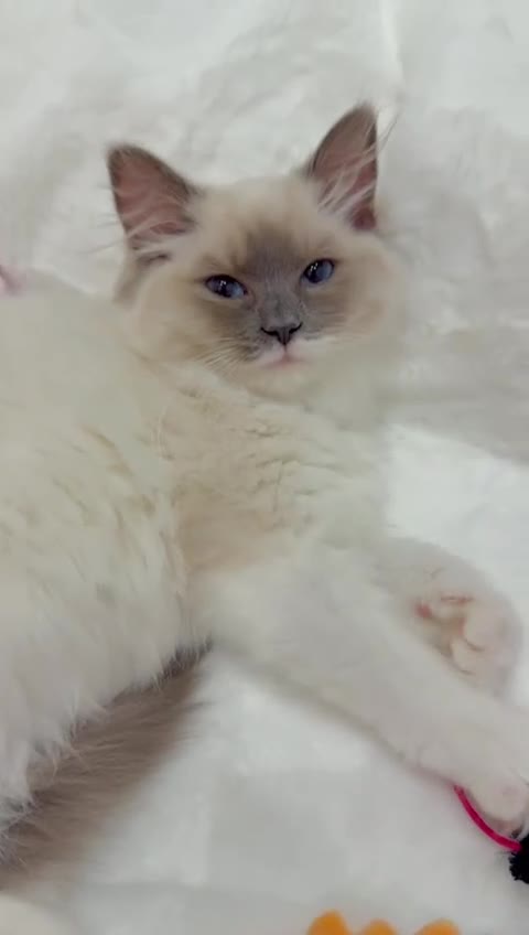 Ragdoll cats for sale: GCCF, They are ready for their new home. - Video 2